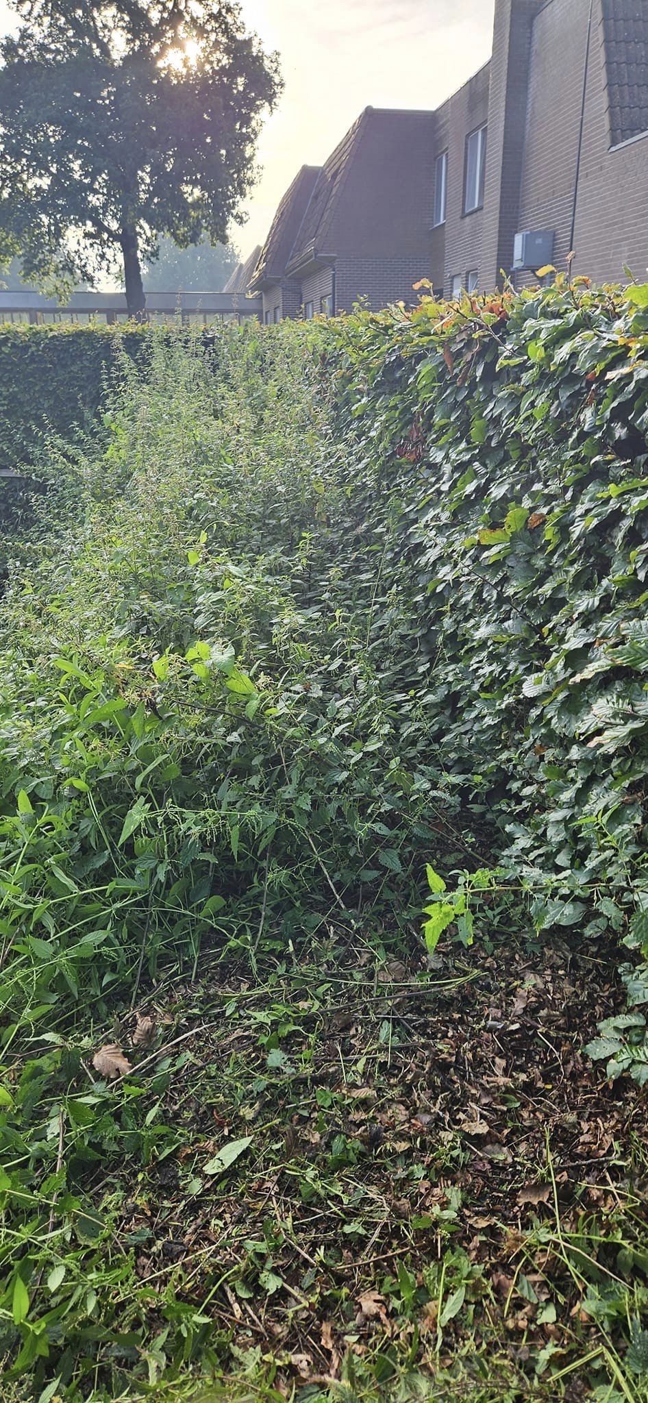 Verzorgd tuinpad aangelegd door LV Tuinen