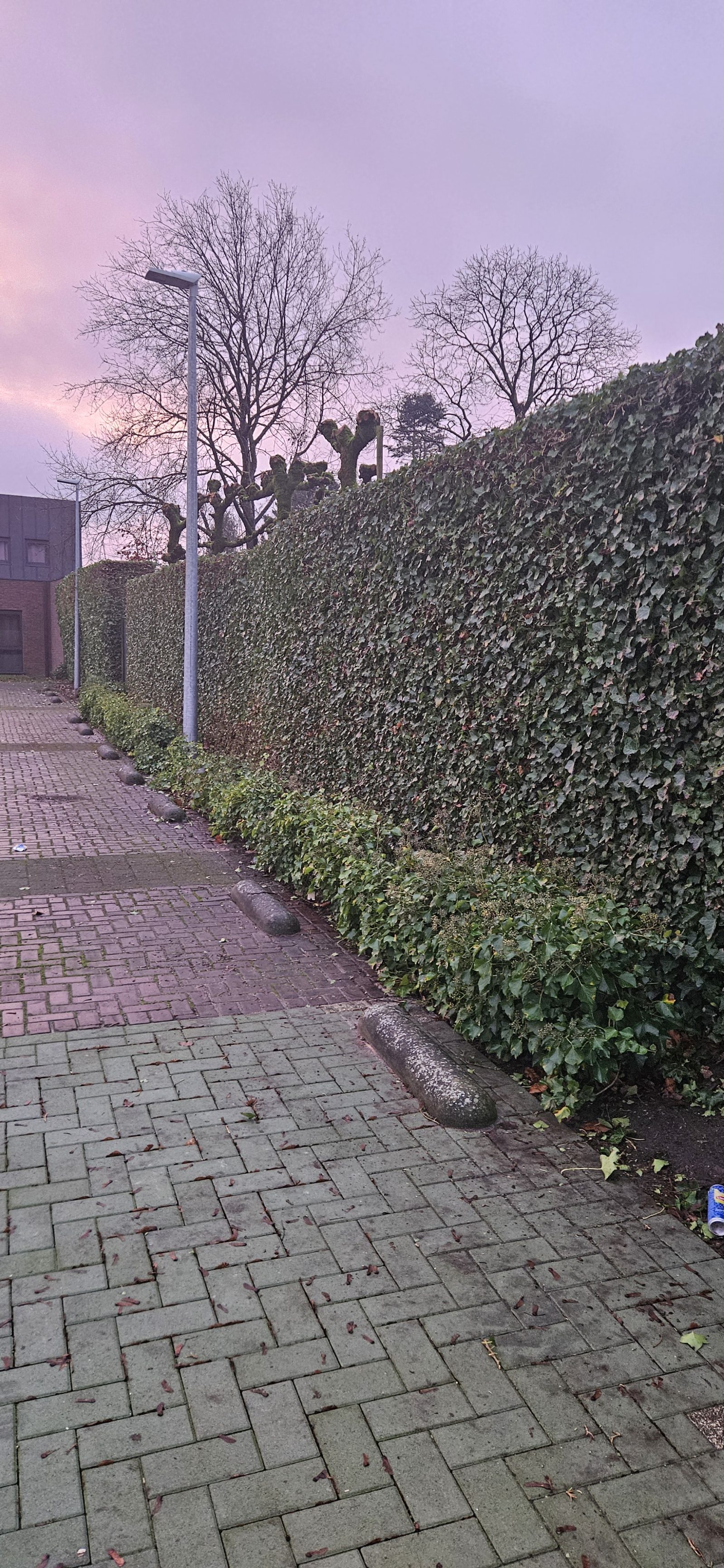 Snoeiwerken